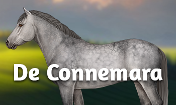 Ontmoet de Connemara pony