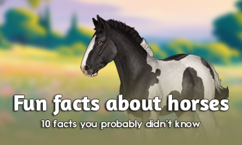 Fun facts about horses