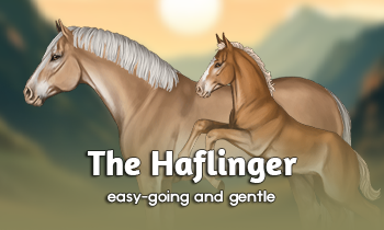 Breed spotlight: Haflinger
