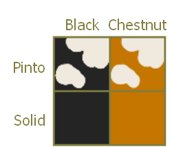 Black and chestnut with pinto