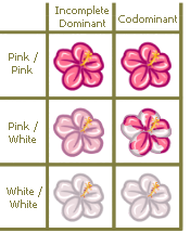 This image shows the difference between Co-Dominance and Incomplete Dominance. In this case, there are two alleles: One causing a dark pink colour, and one causing a white colour.