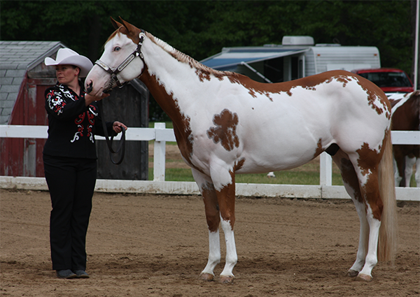 A deaf Overo horse