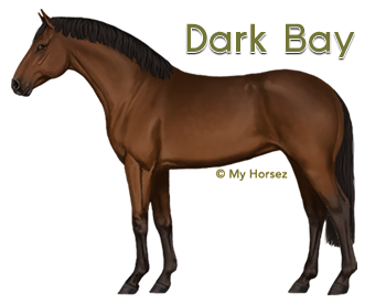 A dark bay Dutch Warmblood at online horsegame My Horsez