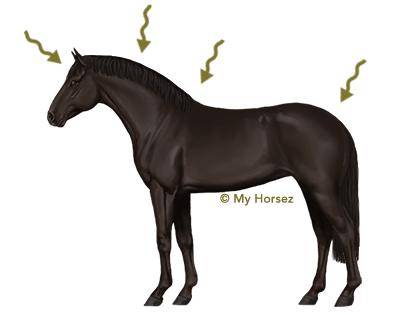 A black Dutch Warmblood at horsegame MyHorsez