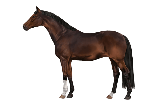 A Seal Brown Hanoverian horse