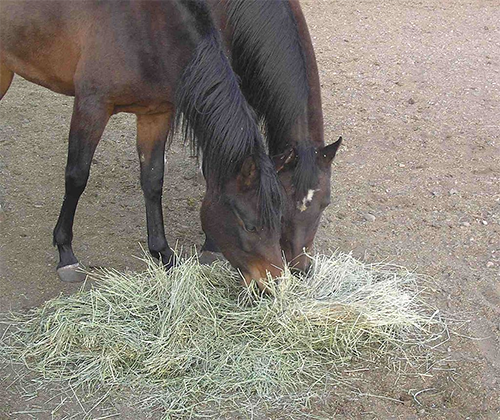 Two horses eating hay