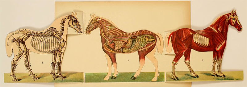 This image is a anatomical illustration of a horse, showing three different layers of anatomy from left to right
