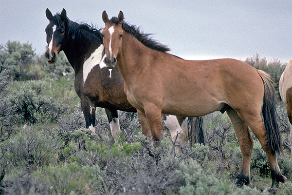 Two wild Mustangs