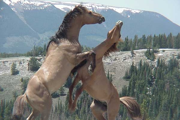 Fighting Mustangs
