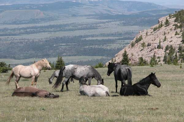 A herd of Mustangs resting and eating