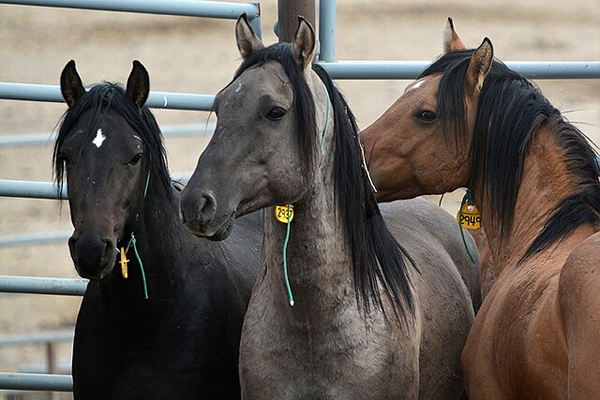Two wild Mustangs