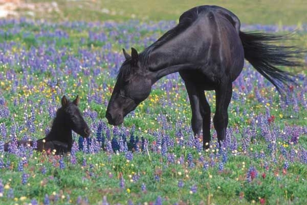 a Mustang and her foal