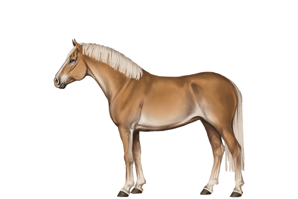 Haflinger