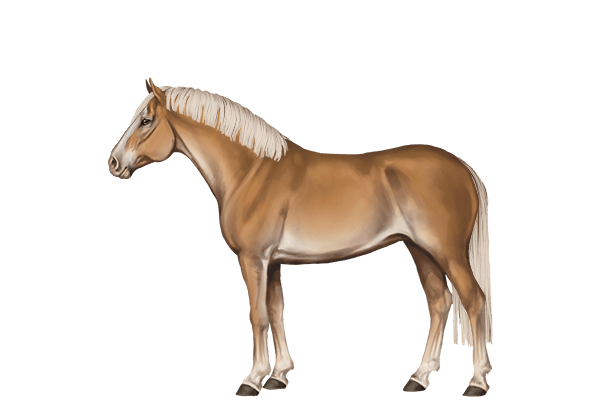 Haflinger