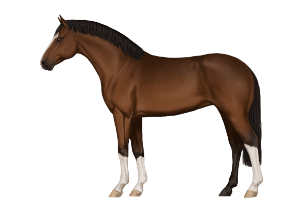 Dutch Warmblood