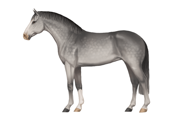 Dutch Warmblood