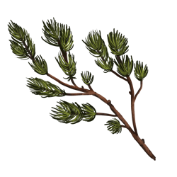 Pine twig – "A pine twig found on Winter Island, used in crafting snow wreaths."