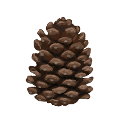 Pinecone – "A pinecone found while exploring Winter Island, useful for crafting.."