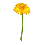 Dandelion – "A dandelion found on Winter Island, used in crafting snow wreaths and snowman."