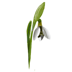 Snowdrop – "A snowdrop flower found on Winter Island, used in crafting snow wreaths."