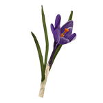 Crocus – "A crocus flower found on Winter Island, used in crafting snow wreaths."