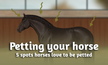 5 spots horses love to be petted