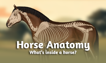 Fun facts: Horse Anatomy
