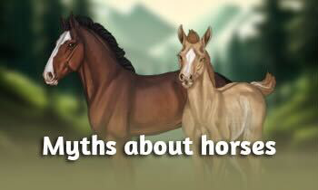Myths about horses