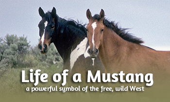Life of a Mustang