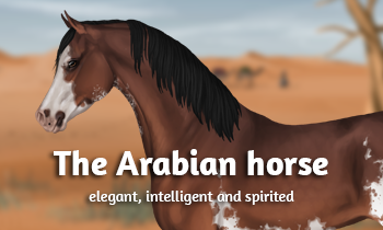 Breed in the spotlight: Arabian horse