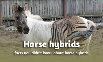 Horse Hybrids