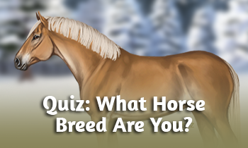 Quiz: What Horse Breed Are You?