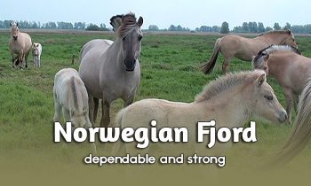 Breed Spotlight: Fjord