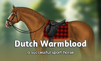 Breed Spotlight: Dutch Warmblood