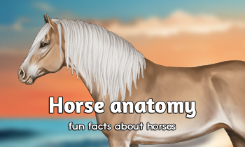 Fun facts: Anatomy