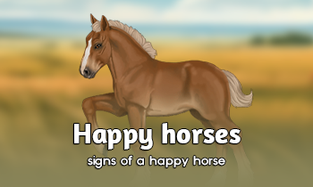 Signs of a happy horse