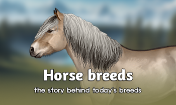 History of horse breeds