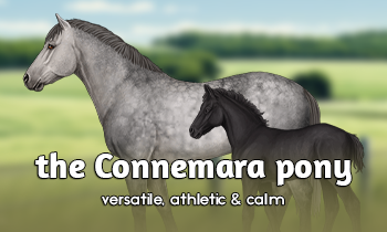 Breed spotlight: Connemara pony