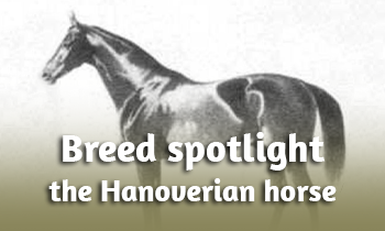 Breed spotlight: the Hanoverian
