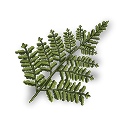 Fern - ''Fern found on Winter Island, used for crafting snowman.''