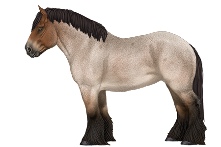 My Horsez Wiki Belgian Draught Horse