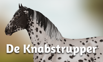 Ras in de spotlight: De Knabstrupper!