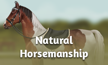 Wat is Natural Horsemanship?