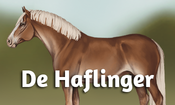 Ras in de spotlight: De Haflinger!