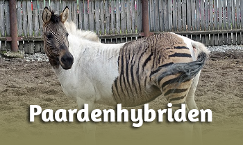 Fun Facts: Paardenhybriden!