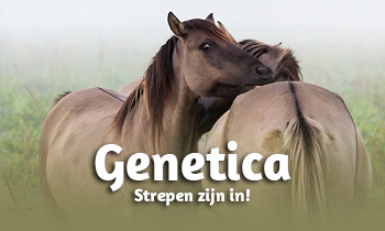 Genetica bij paarden #10: Strepen zijn in!