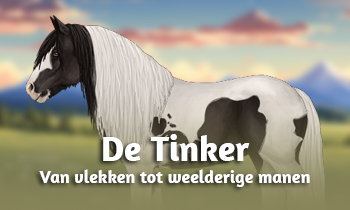 Ras in de Spotlight: Tinker
