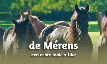 Ras in de Spotlight: de Mérens