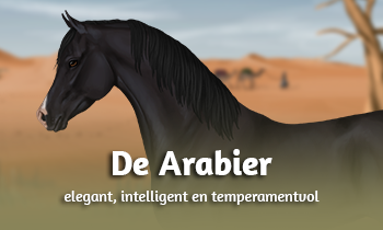 Ras in de spotlights: Arabisch volbloed