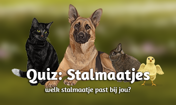 Quiz: Welk stalmaatje past bij jou?